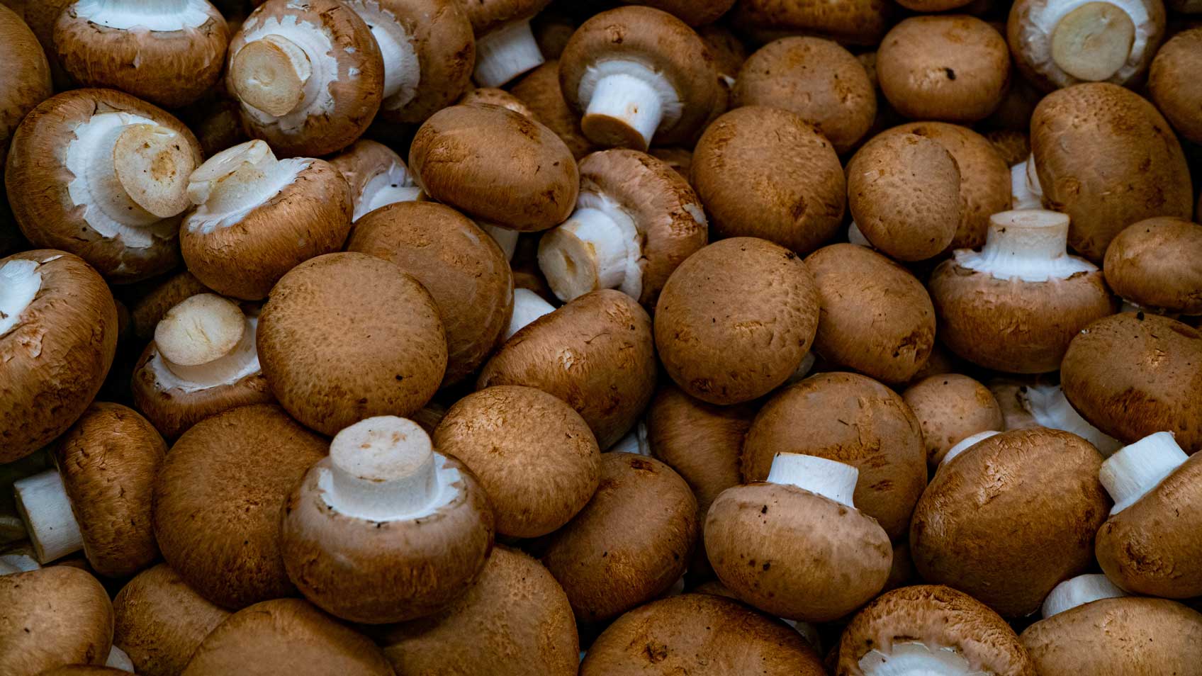 Foto-Portobellos